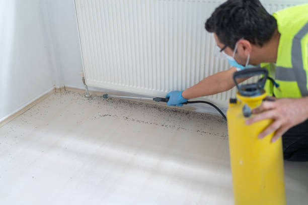 Best Flea Control Services  in Cutchogue, NY