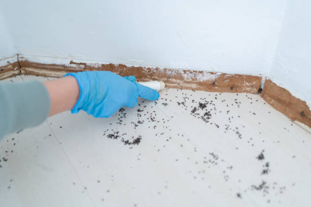 Professional Pest Control in Cutchogue, NY